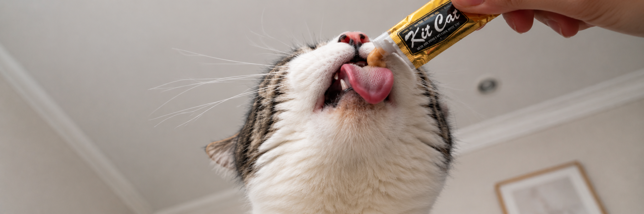 ¿Todo listo para el verano? Guía para cuidar a tu gato cuando llega el calor