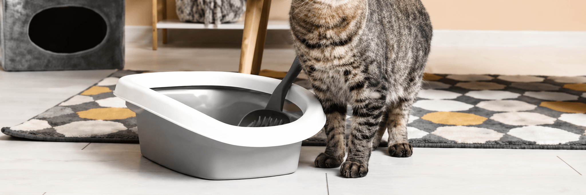 ¿Cuál es la mejor arena para gatos?
