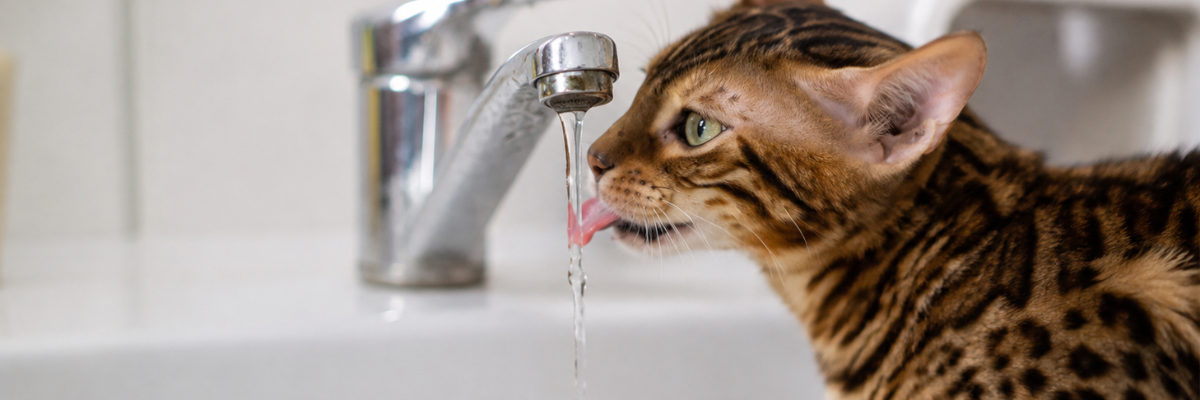 ¿Por qué los gatos beben poca agua?