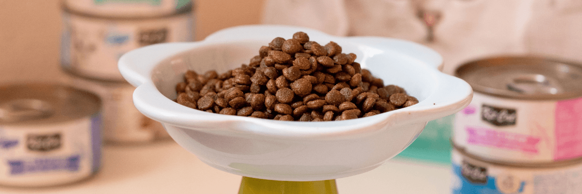 Rutina Kit Cat: cómo crear una rutina diaria saludable para tu gato